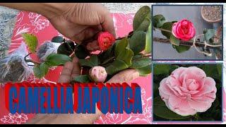 CAMELLIA JAPONICA UNBOXING & PLANTING.