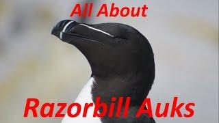 All About Razorbill Auks