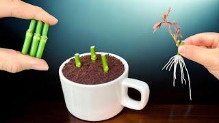 If you don't know how to propagate roses to root and germinate 100%!! then use coffee.