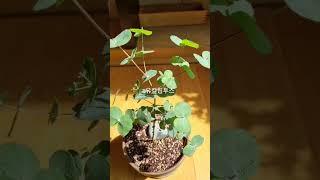 유칼립투스 언제봐도 예쁜 나의 반려식물 #유칼립투스 #eucalyptus