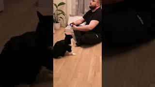 Cat wantes all the smoke. Pussycat attack during ps5 fifa23 game. #shorts #cats #ps5 #fifa23 #life