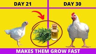 This PLANT Makes BROILERS GROW FAST and Become Super Heavy - BROILER GROWTH PROMOTER