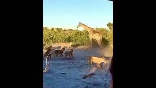 Lions Overwhelm Giraffe #giraffes #lions #muchenjesafarilodge #botswana #chobenationalpark #theamx