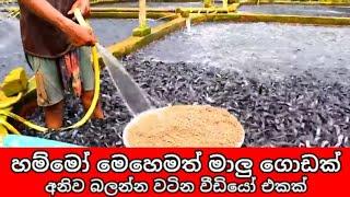 Hybrid Magur Fish Farming Business in Sri lanka.