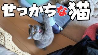 朝の猫はツンデレ⁉️甘えん坊⁉️いやいや『せっかち』な猫でした笑【ブリティッシュショートヘア】