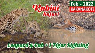 Leopard & Cub +1 Tiger Sighting @ Kakanakote Kabini Safari - Feb 2022