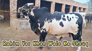 Rahim yar khan Walo ka Shouq | Gulabi Bachre Available