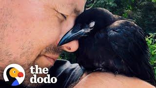 Wild Crow Has Coffee With His Rescuer Every Day | The Dodo Wild Hearts