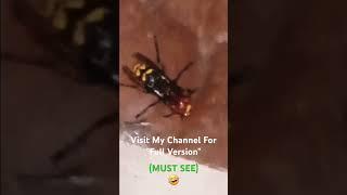 Japanese Hornet Drinks Real Moonshine