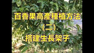 Life story |高產百香果種植法（二）搭建生長架子|百香果畝產萬斤不是夢|百香果水果王|高產