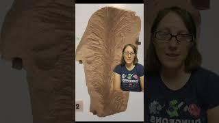 The First Palynologist