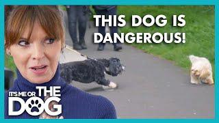 Marley Attacks other Dogs on Walks! | It’s Me or The Dog