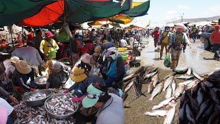 Daily Activities & Lifestyle of Vendors Selling Alive Fish, Dry Fish & Seafood - Fish Market Show