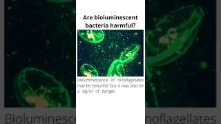 Are bioluminescent bacteria harmful?