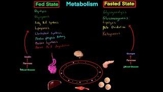 Fed State vs Fasted State Metabolism MCAT (EVERYTHING YOU NEED TO KNOW BIOCHEMISTRY MCAT)