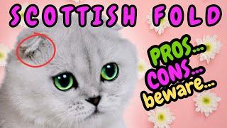 Truth Why Scottish Fold are Not Recommended