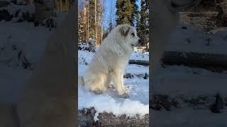 A Working Dog is a Happy Dog! Our Great Pyrenees LGD #shorts