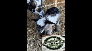 A Simple Guide to Feeding & Caring for Goats