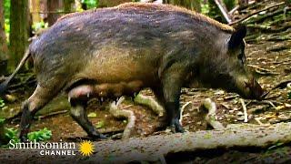 This Wild Boar Female is the Decision-Maker in Her Herd  Carpathian Predators | Smithsonian Channel