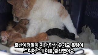 고양이 출산의 모든과정 , 고양이 출산임박증상은? (만삭유기묘 올랑이의 출산과정)