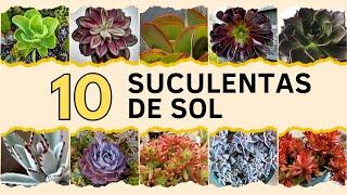 10 Suculentas de SOL 