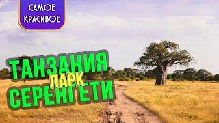 Танзания туры  Парк Серенгети