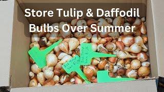 How To Dig & Store Tulip & Daffodil Bulbs