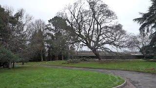 Huge turkey oak felled in The Dartington Hall Trust gardens