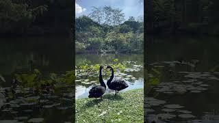 A black swan#백조의 사랑놀이#같이 행동하기#둘이서 한마음