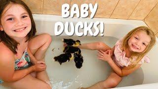 Meet Our BABY DUCKS! | Kids Play with Baby Ducks