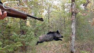 BOAR HUNT with the BLASER CLUB ITALIA GROUP