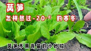 什么菜苗可以度过零下20度的寒冬！