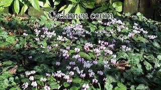 1 minuut natuur: cyclamen coum