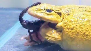 Amazing!! Asian Bullfrog Eats Big Scorpion And Mouse! Asian Bullfrog Live Feeding