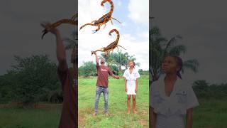 scorpion wall gecko fruit  eating funny vfx magic#shortsfeed #funny #meme