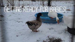 Early prep for babies!  (ducklings)