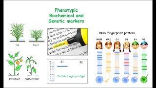 Markers (Molecular/Genetic/DNA, Biochemical and Phenotypic)