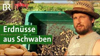 Reagieren auf den Klimawandel: Erdnüsse anbauen in Schwaben | Nüsse | Unser Land | BR