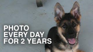 Photo every day for 2 years - Dunder the German Shepherd - compilation