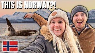 INSANE ORCAS, FJORDS, & NORTHERN LIGHTS (Tromso, Norway)