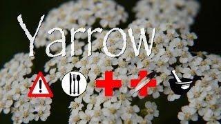 Yarrow: Edible, Medicinal, Cautions & Other Uses