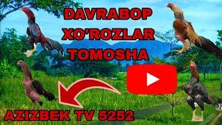 DAVRA BOP XOROZLAR