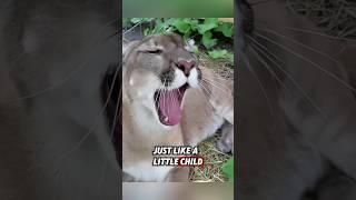 This orphaned puma cub was rescued by a kind man, and then this happened #rescue #puma
