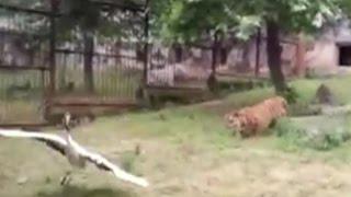 Fearless crane fights off two tigers