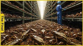 Shocking! How China’s Cricket Farms Printed $2.2 Billion In Just One Day - Farming Documentary