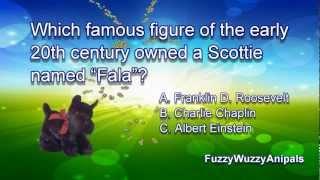 Scottish Terrier Animal Quiz