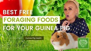 What are the BEST Free Foraging Foods for your Guinea Pig