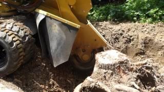 Hemlock Stump Removal Steamers State College PA, 6 29 2017