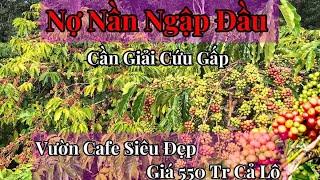 Sốc Toàn Tập: Bán Vườn Cafe Đắk Nông Chỉ 550 Triệu – Cơ Hội Hiếm Có!