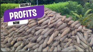 How To Make Millions On One Acre Of Yam Farm Land | Commercial Farmer Explains Details